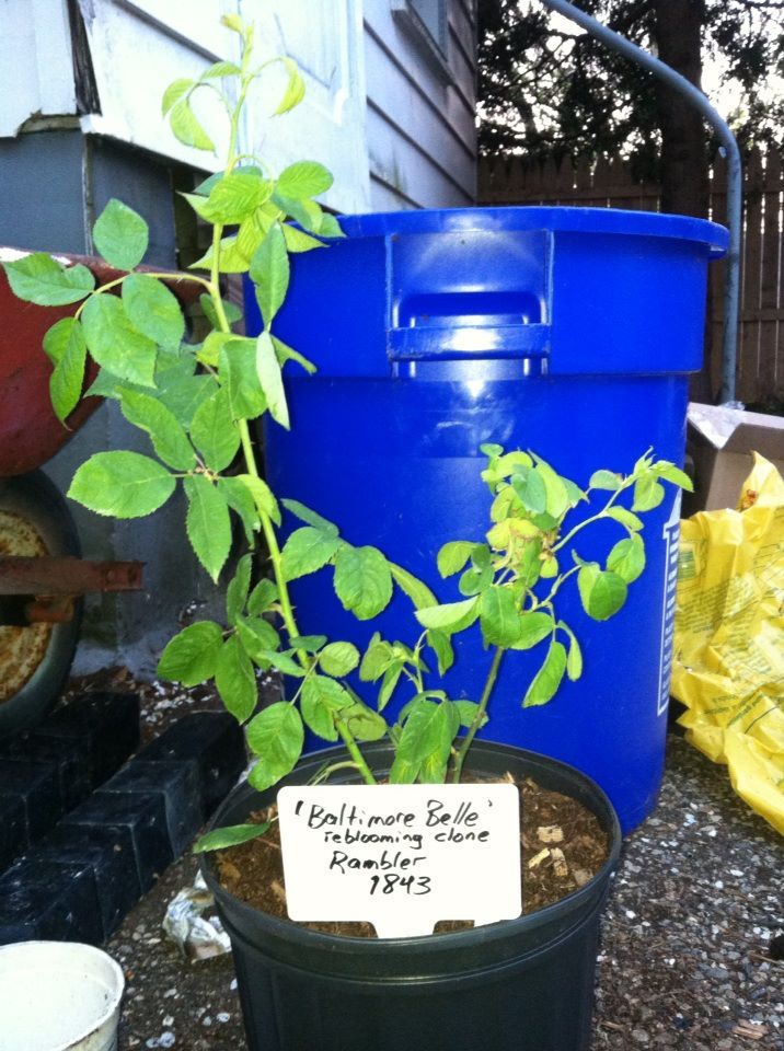  photo BaltimoreBelleApril26_zpsb597d498.jpg